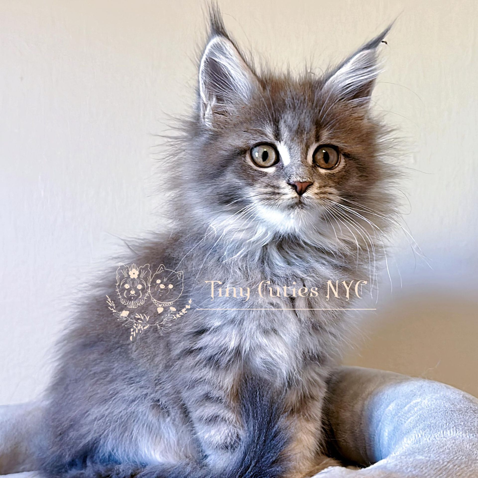 Maine Coon — Astoria Queens, NY — Tiny Cuties NYC