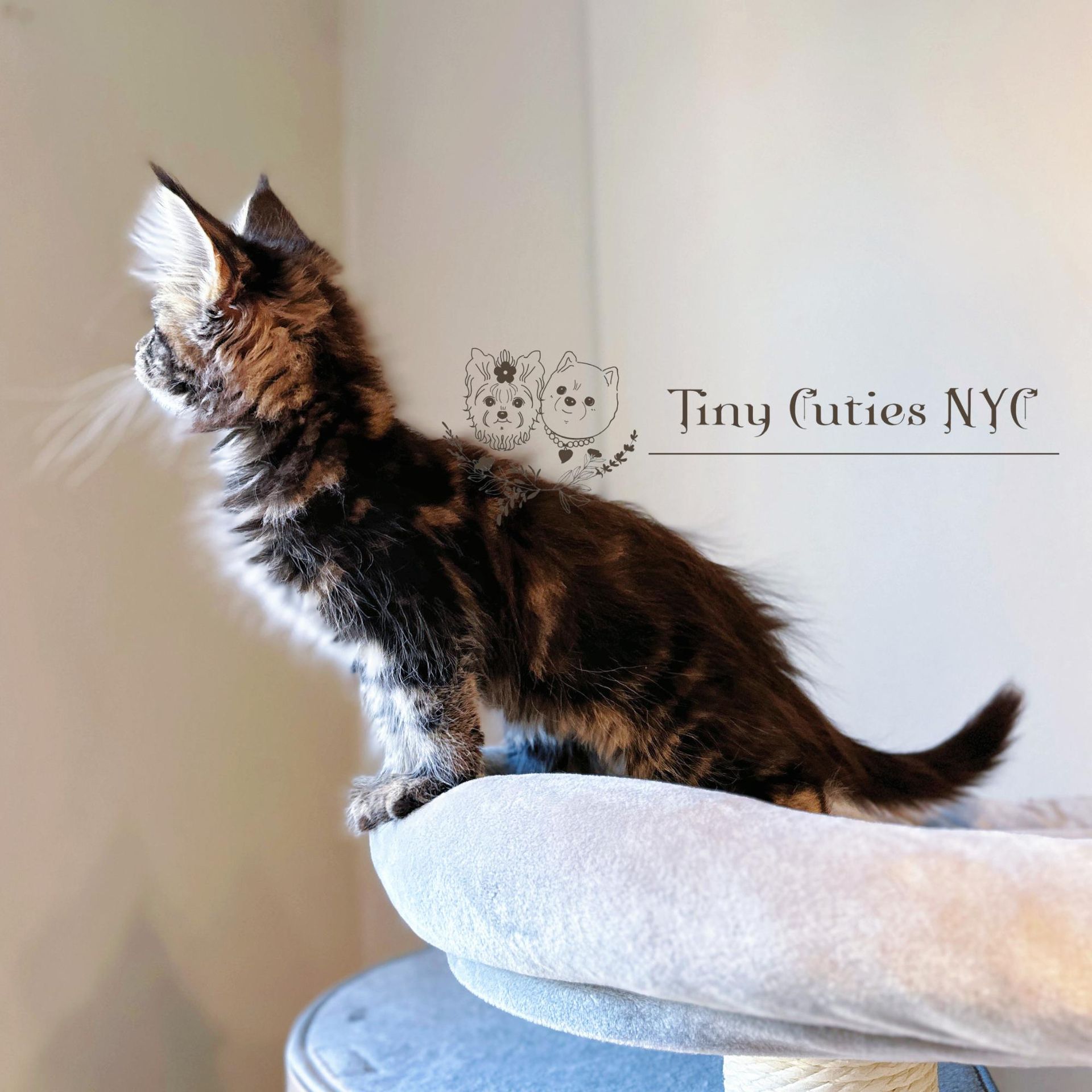 Main Coon kitten - New York City