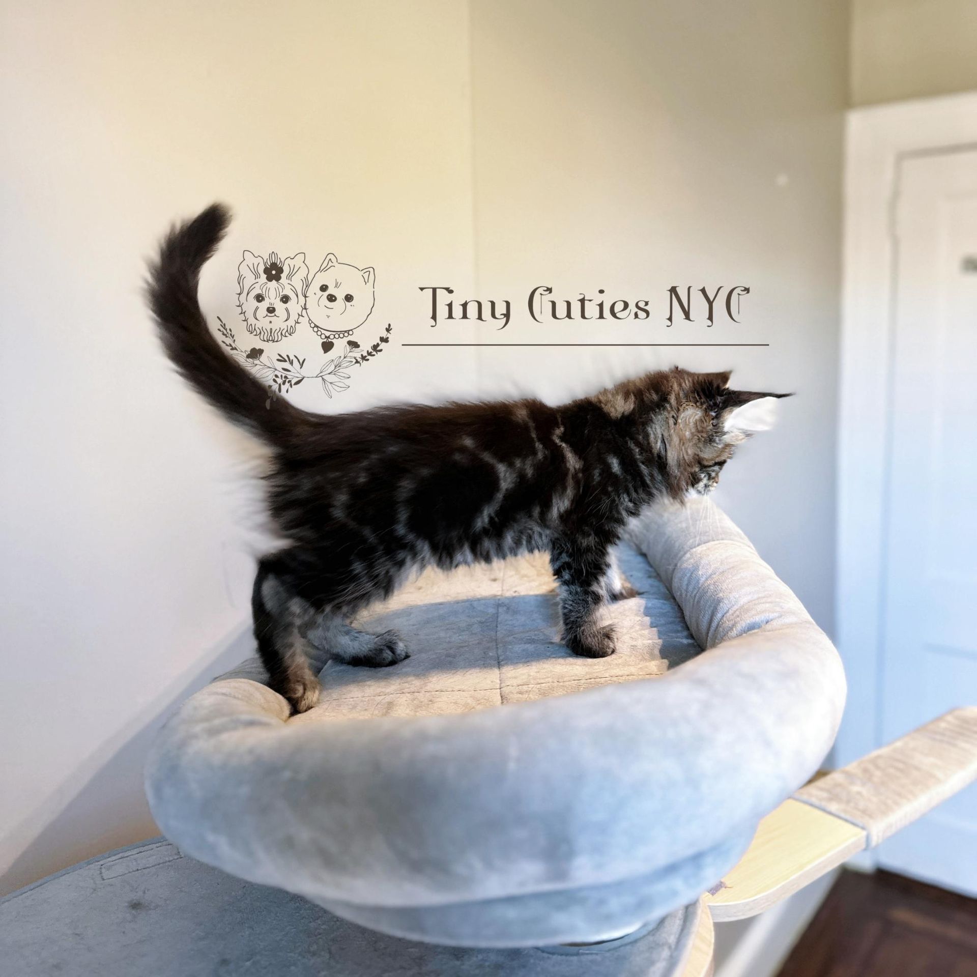 Main Coon kitten - New York City
