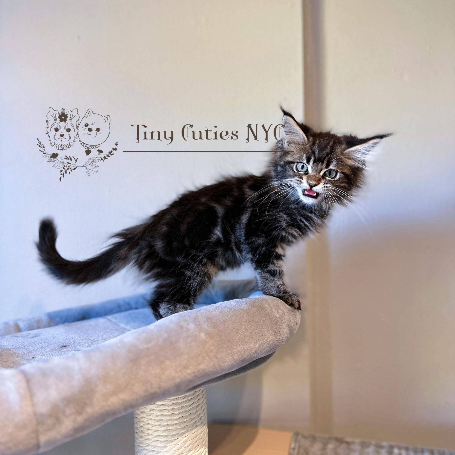 Main Coon kitten - New York City