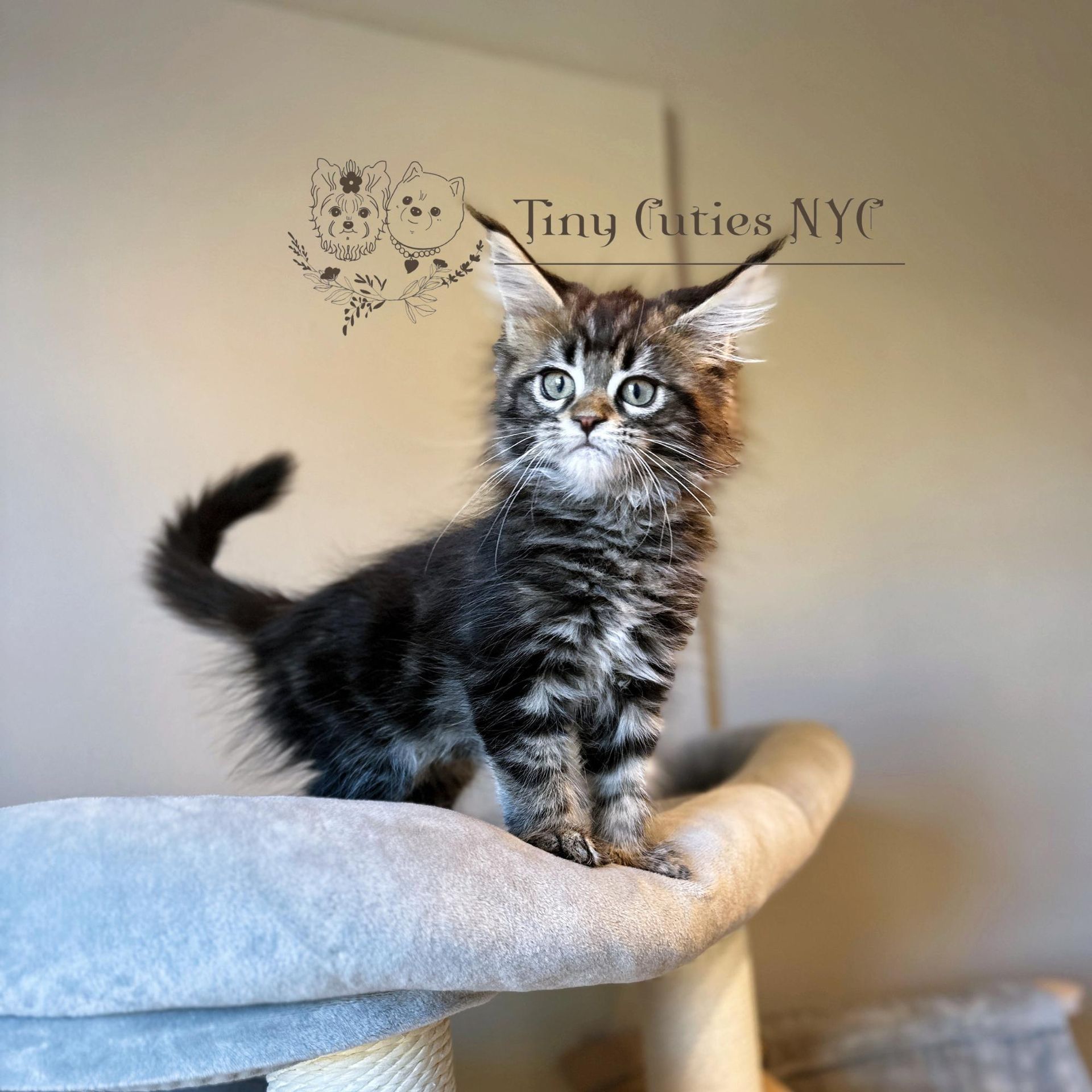 Main Coon kitten - New York City