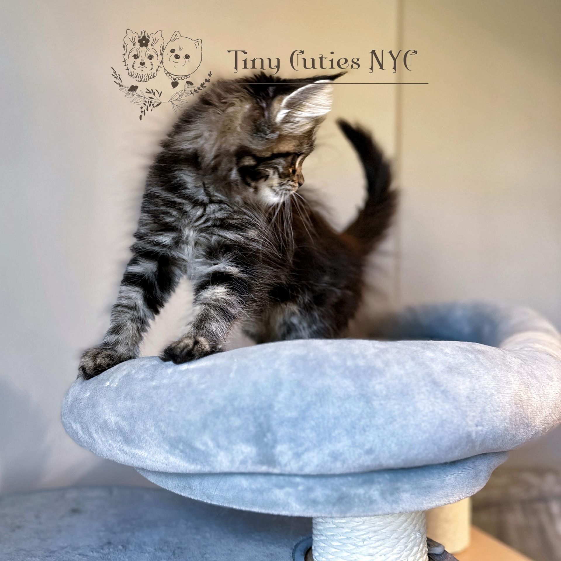 Main Coon kitten - New York City