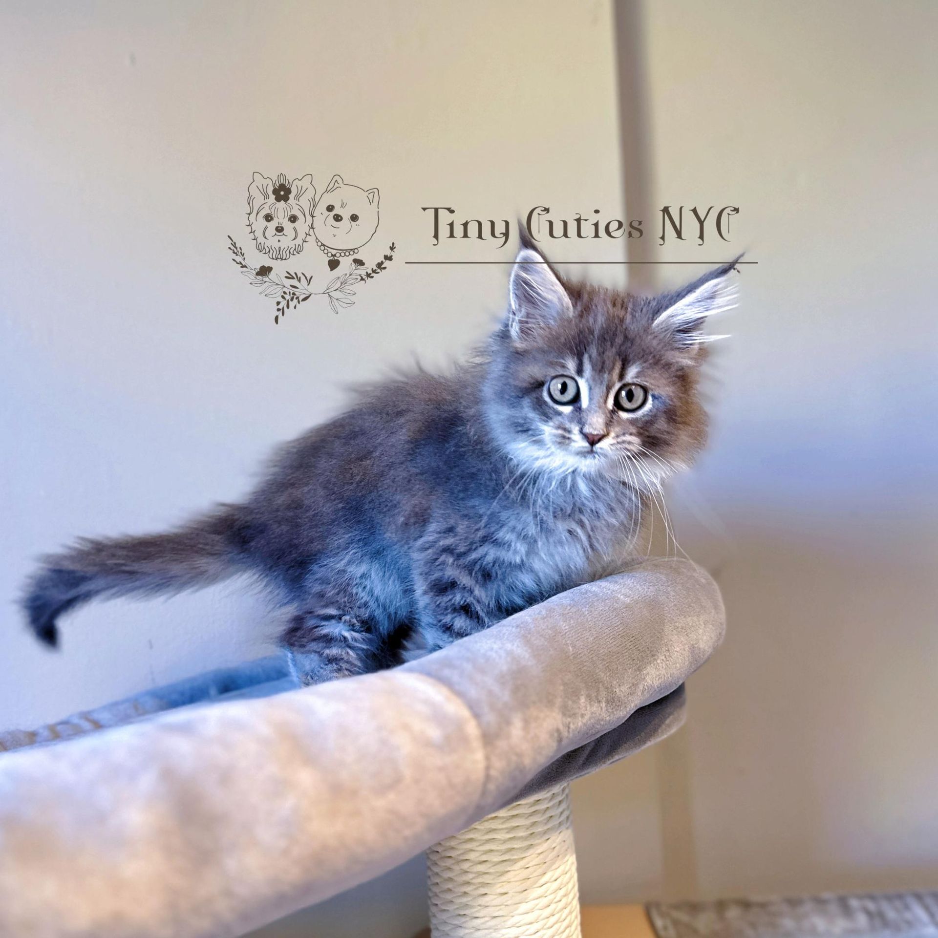 Maine Coon — Astoria Queens, NY — Tiny Cuties NYC