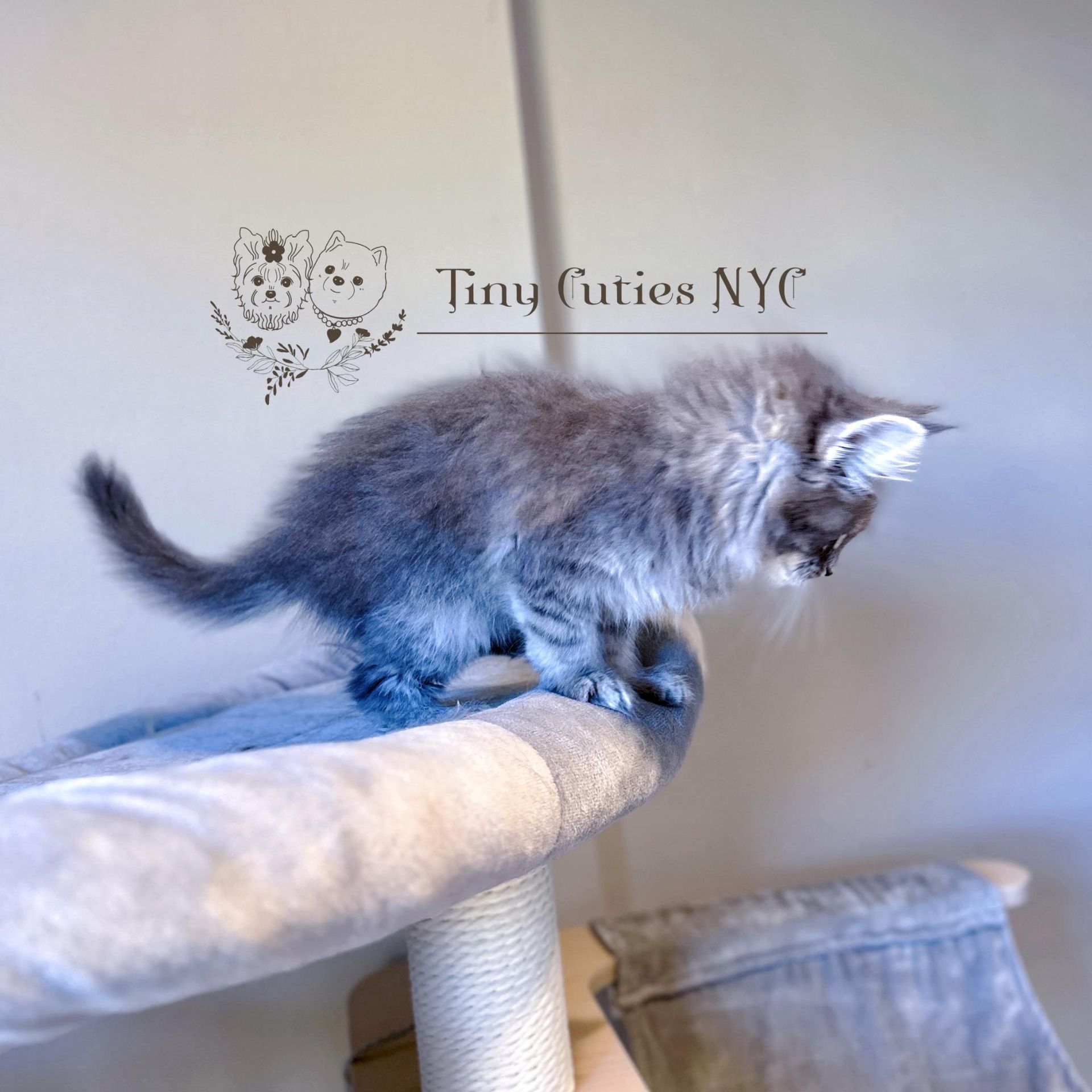 Maine Coon — Astoria Queens, NY — Tiny Cuties NYC