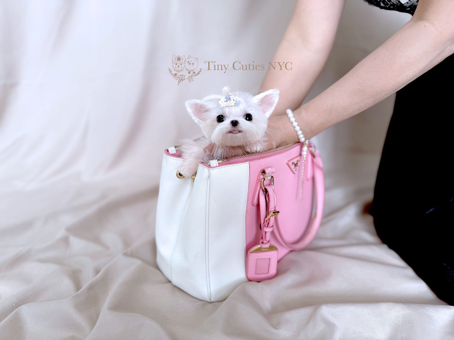 Bijou is an exclusive pure white micro teacup Maltese girl for sale by Tiny Cuties with worldwide delivery.