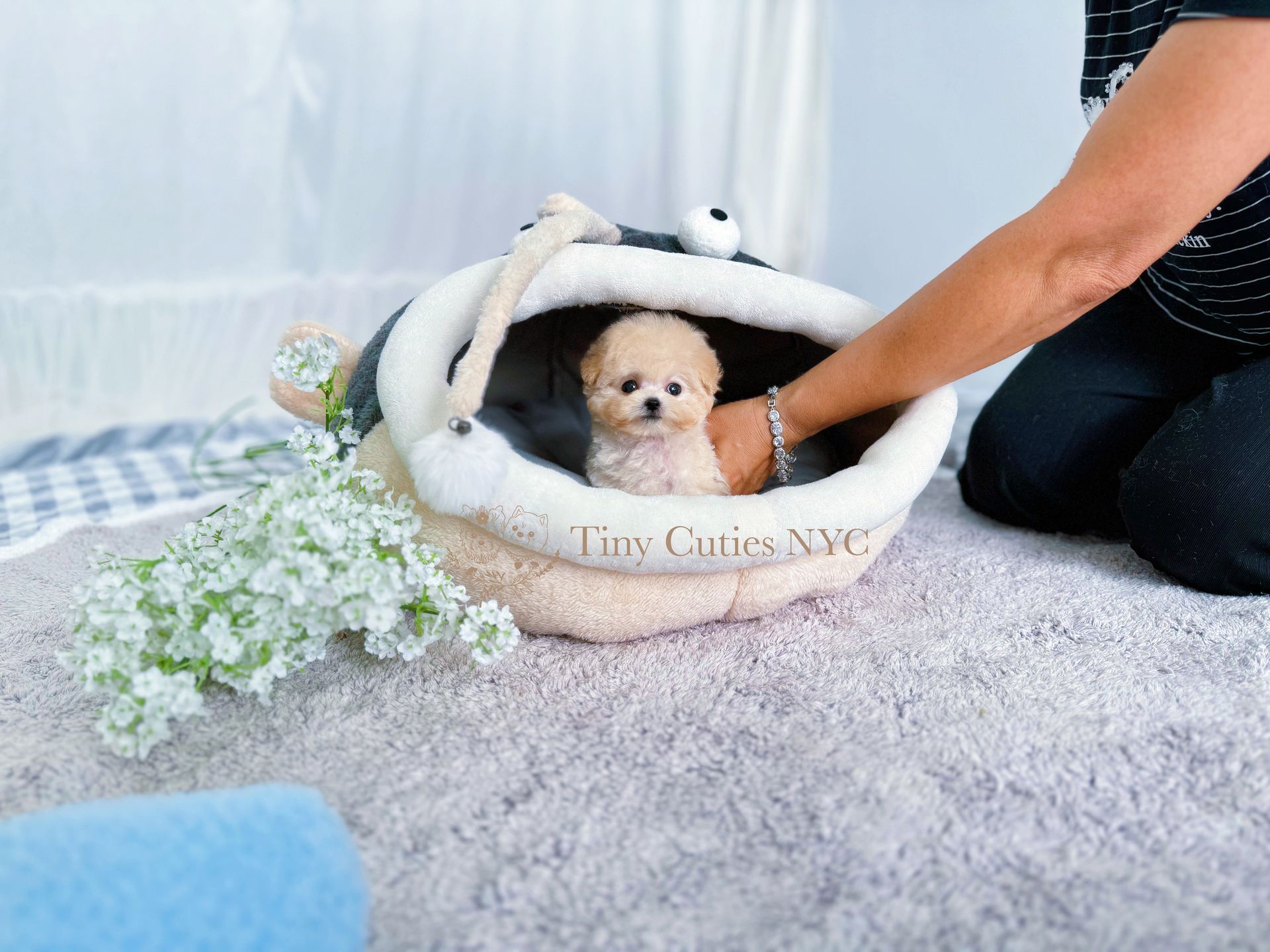 Cheddar is an enchanting cream teacup Poodle puppy and is looking for a nice family to share amazing memories with.