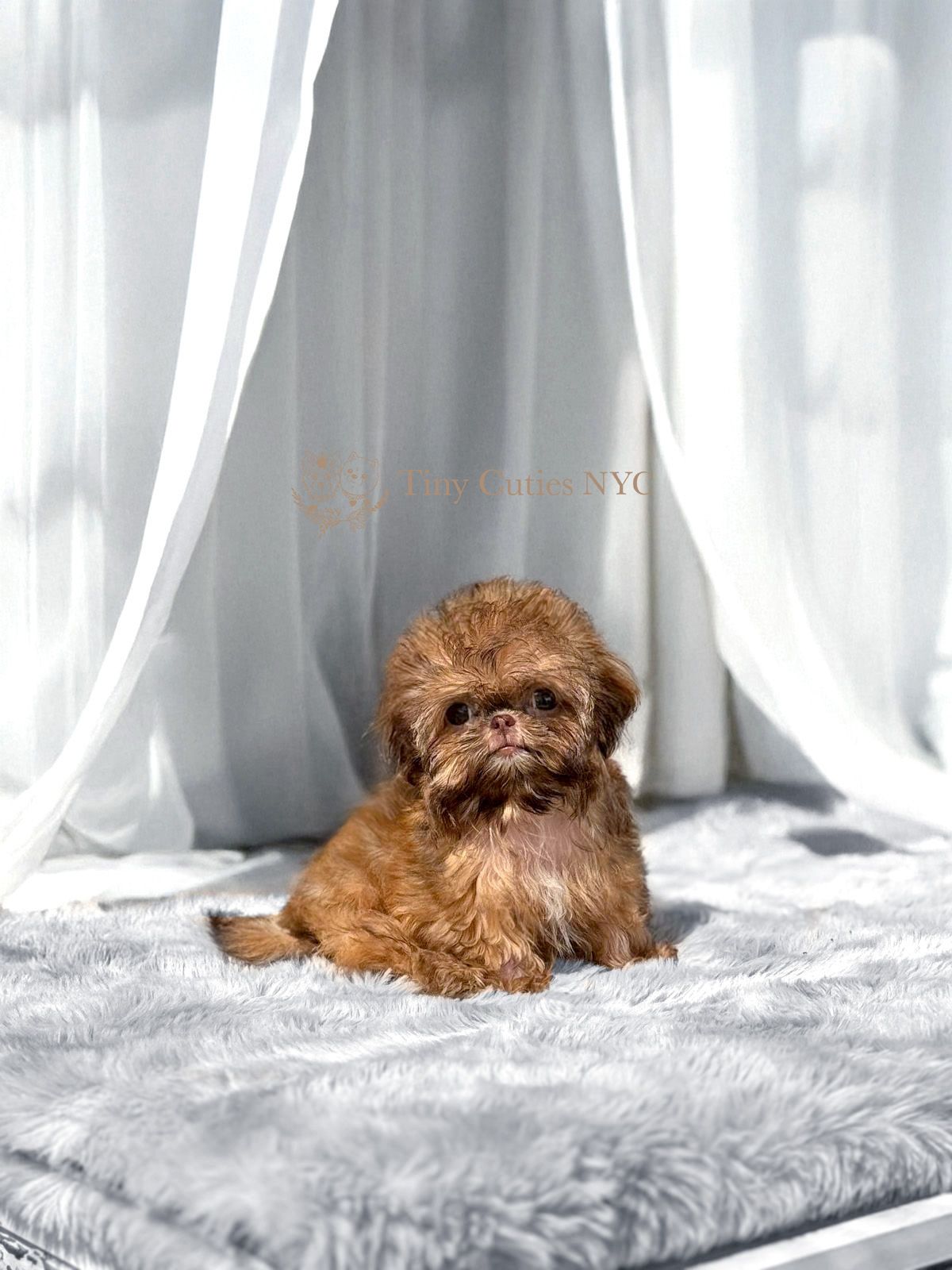 Chibi is a tiny micro teacup Shih Tzu only estimated to be 2-3 lbs. in adult size for sale by Tiny Cuties NYC with worldwide delivery.