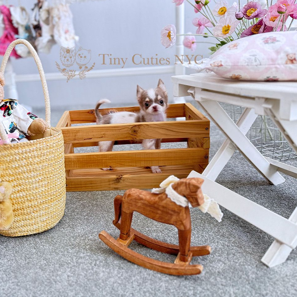 Fiorella is a teacup lilac parti Chihuahua girl for sale by Tiny Cuties NYC with worldwide delivery.