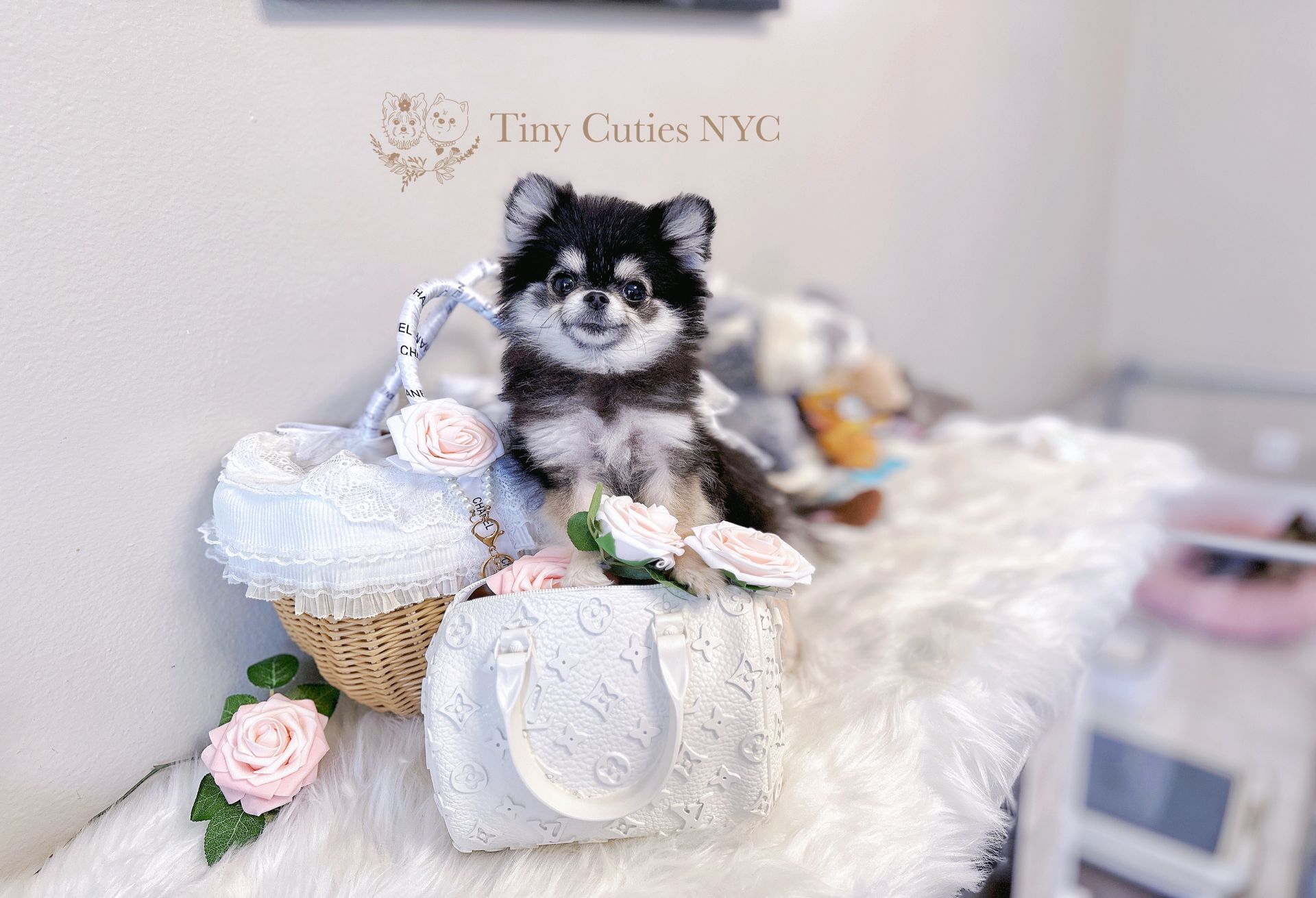 Fran is a black and tan tiny and cute teacup Pomeranian puppy for sale by Tiny Cuties NYC. Worldwide delivery available.