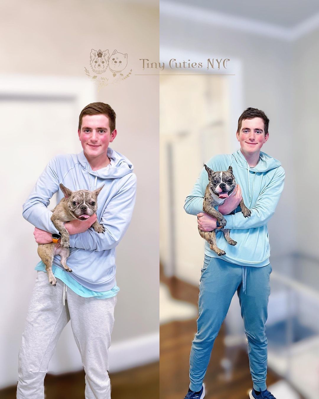 Teacup French Bulldog — Astronia Queens, NY — Tiny Cuties NYC