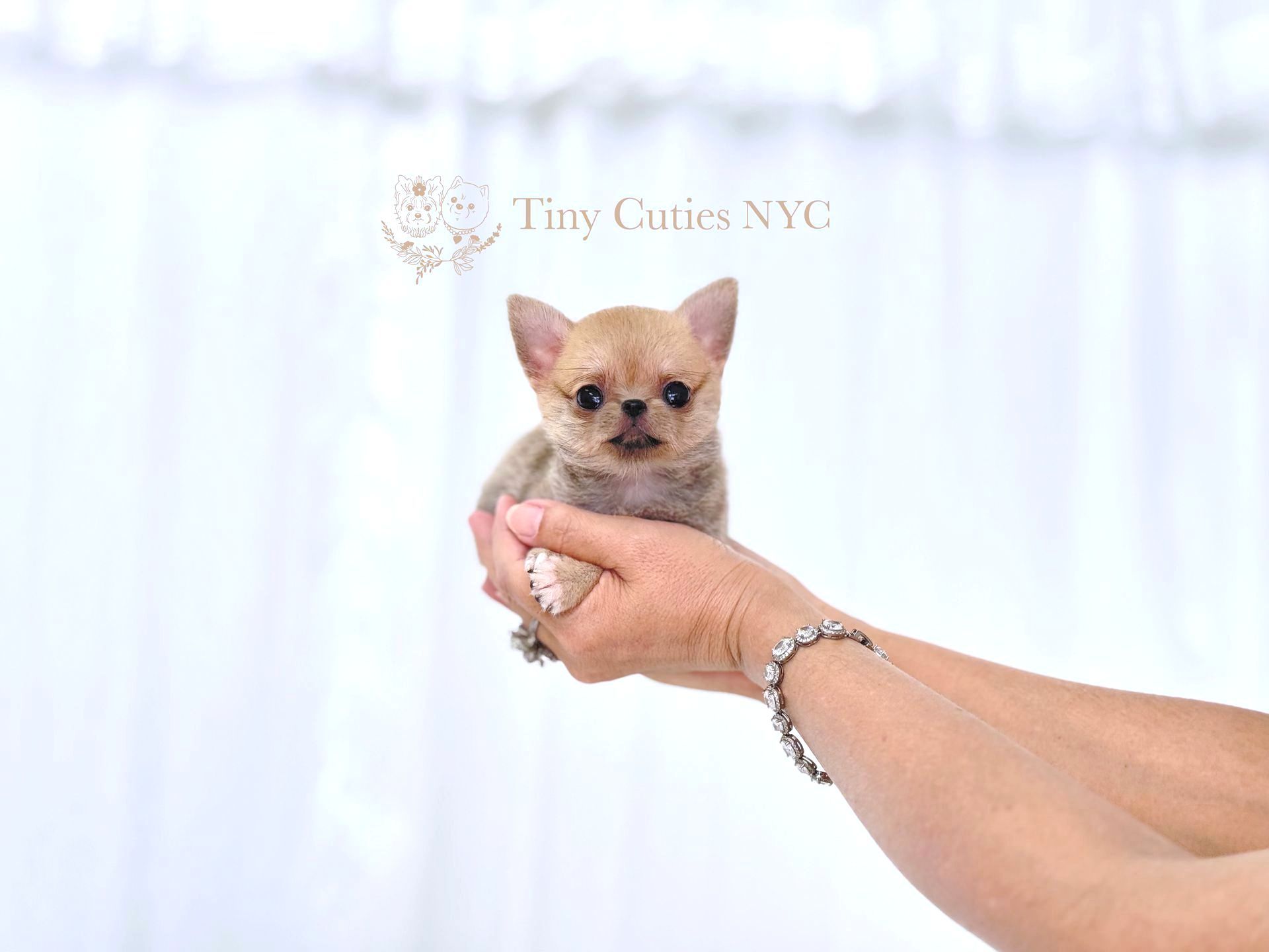 Hailey is a female sable teacup Pomchi for sale by Tiny Cuties NYC with worldwide delivery.