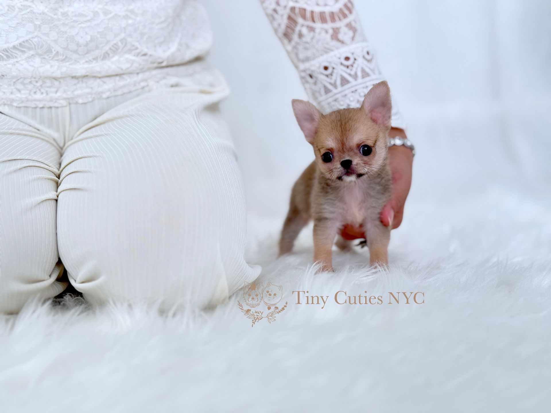 Harlan is a male sable teacup Pomchi  for sale by Tiny Cuties NYC with worldwide delivery.