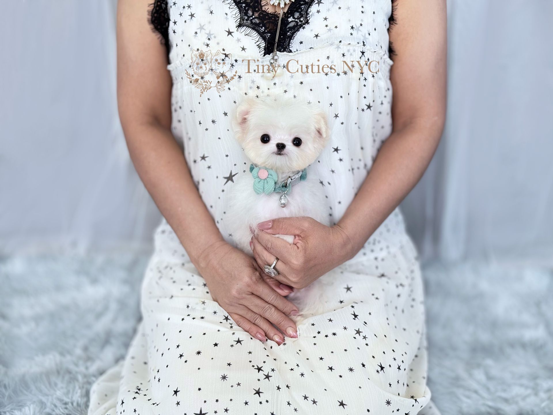 Herbie is a teacup Malti-pom boy for sale by Tiny Cuties NYC with worldwide delivery.