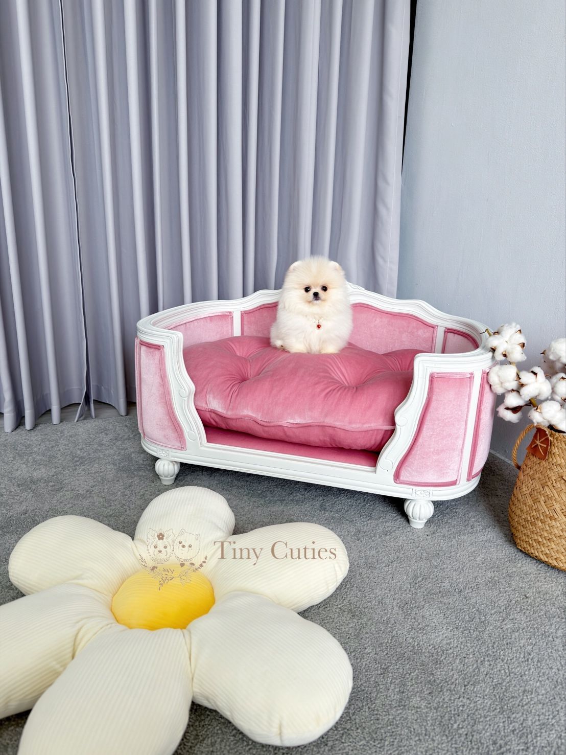 Misty is a micro teacup cream Poodle for sale by Tiny Cuties NYC