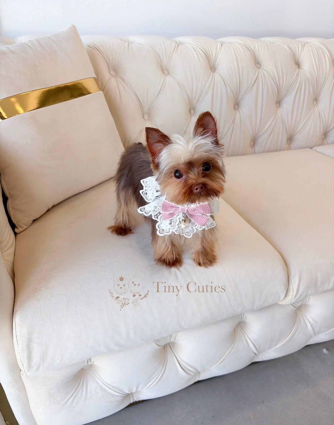 Kakao is teacup chocolate Yorkie girl for sale by Tiny Cuties NYC with worldwide delivery.