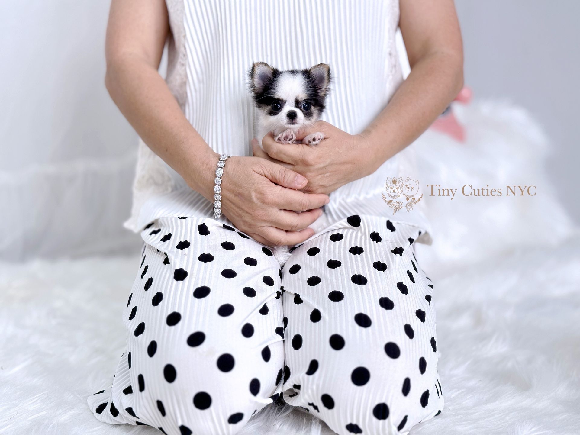 Joy is an incredible black white colored long-haired Teacup Chihuahua female with a perfect Apple head, baby doll face, big eyes and a compact short body from Tiny Cuties