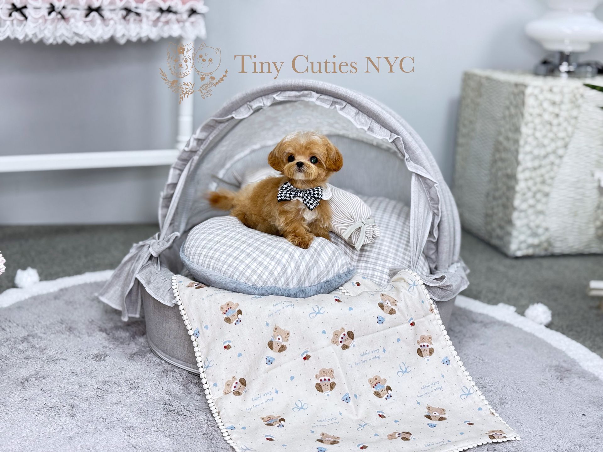 Karter is a teacup Maltipoo boy for sale by Tiny Cuties NYC with worldwide delivery
