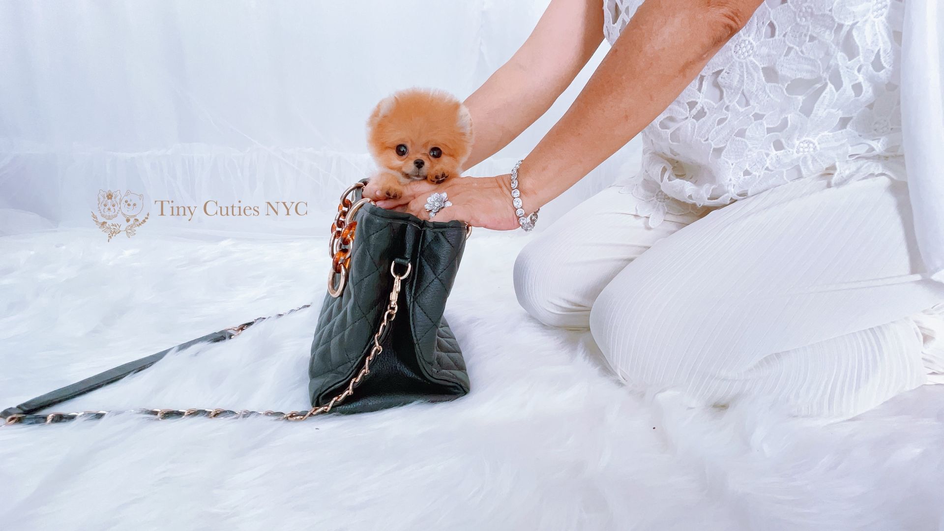 Kingsley is an extremely unique cute red micro teacup white Pomeranian boy with a true teddy-bear look, big eyes, fluffy thick coat and compact short body.