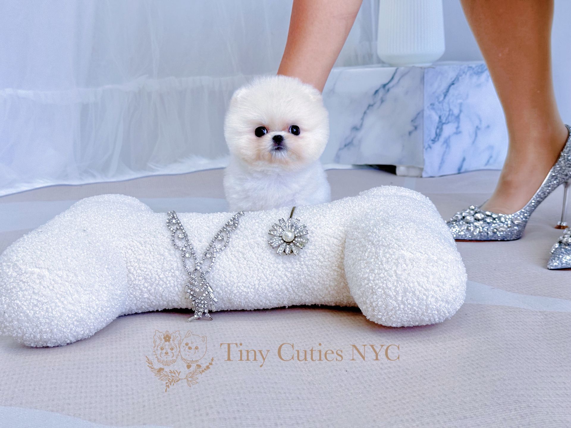 Layla is an extremely unique cute teacup white Pomeranian girl with a true teddy-bear look, big eyes, fluffy thick coat and compact short body. 