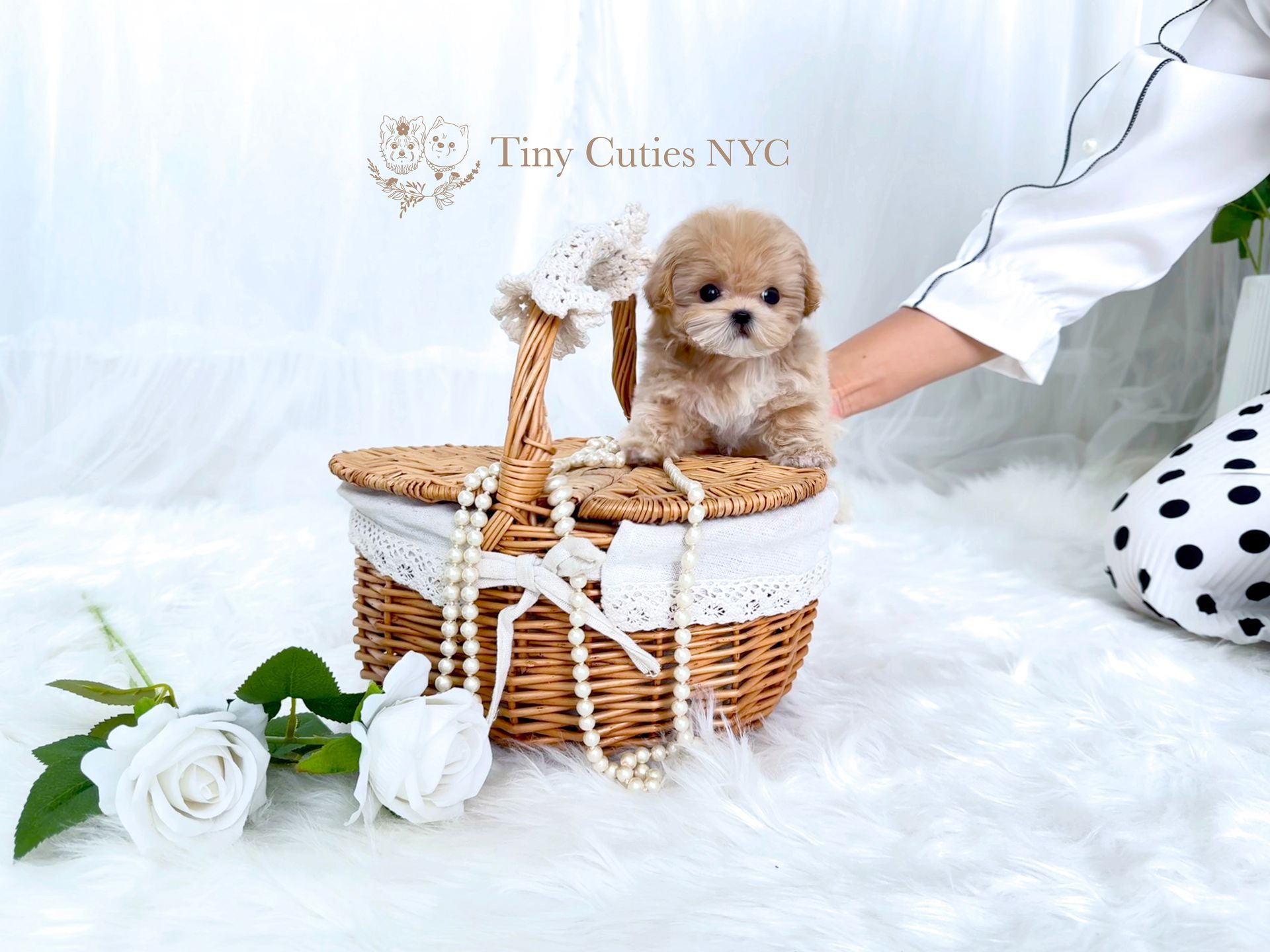 Logan is an exclusive micro teacup Maltipoo boy for sale by Tiny Cuties with worldwide delivery.