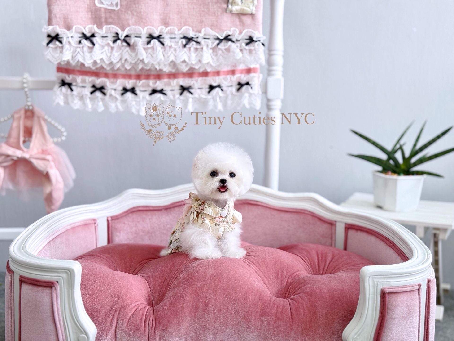 Lolita is an exclusive pure white micro teacup poodle girl for sale by Tiny Cuties with worldwide delivery.