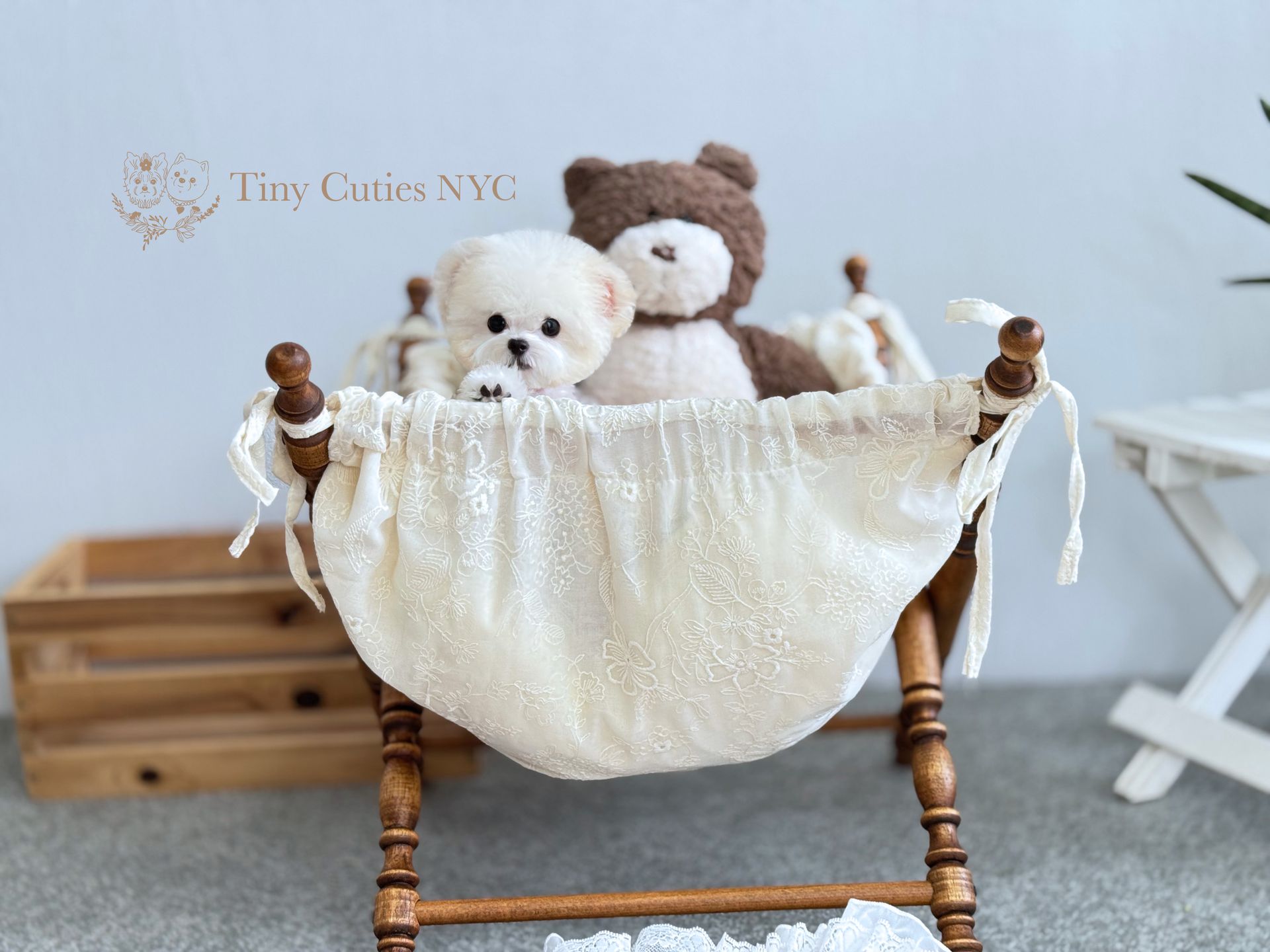 Miyuki is an exclusive pure white micro teacup poodle girl for sale by Tiny Cuties with worldwide delivery.