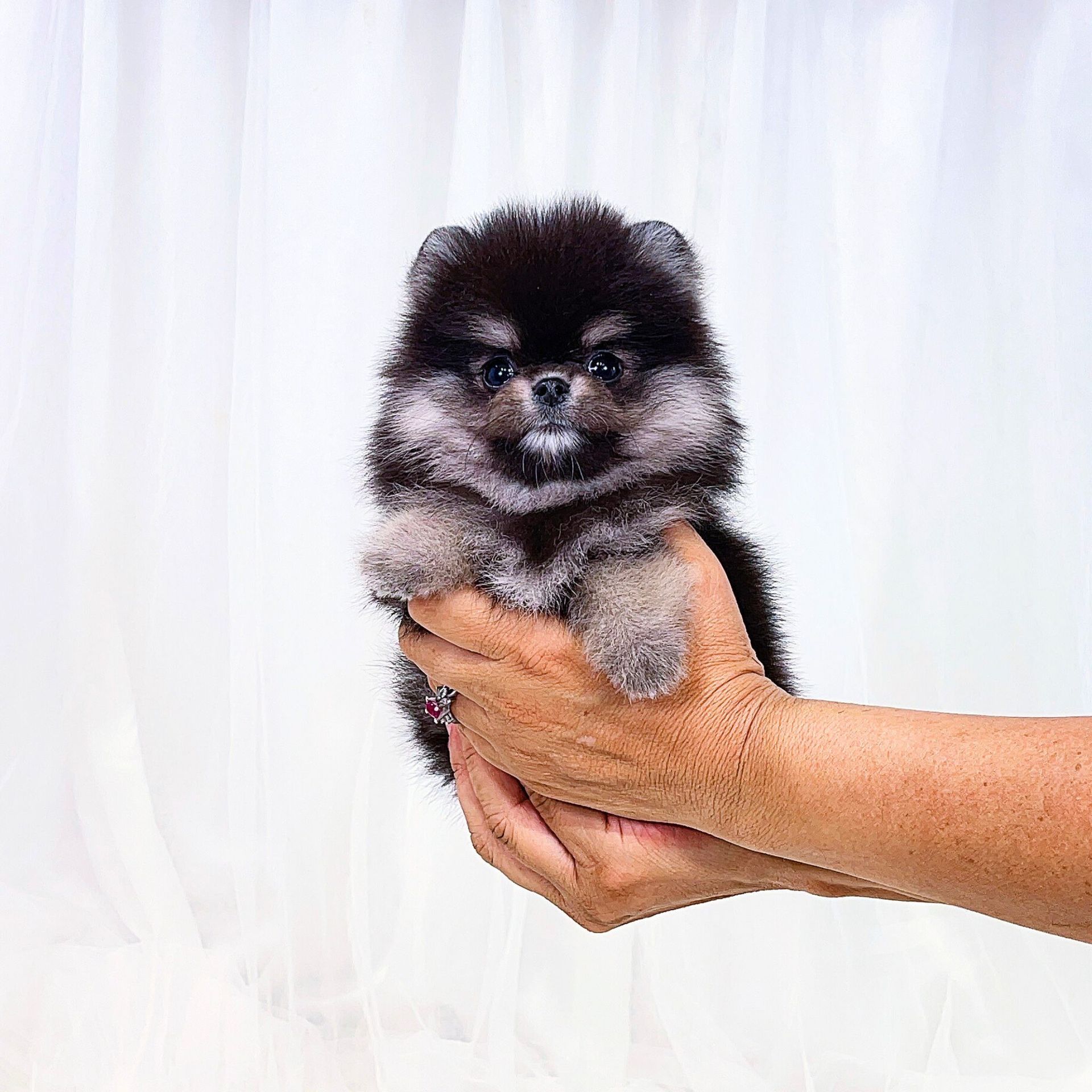 Micro Teacup Pomeranian