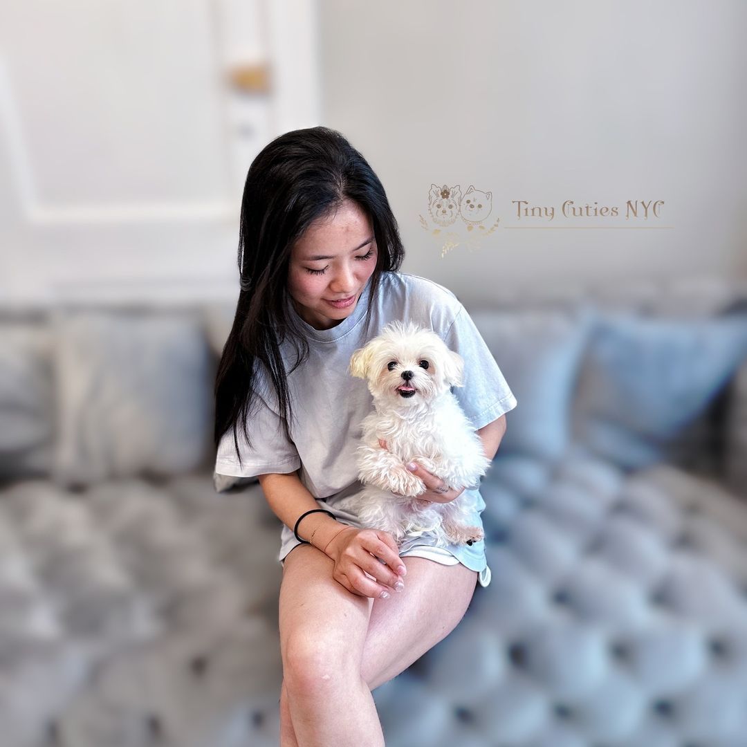 Teacup Maltese — Astronia Queens, NY — Tiny Cuties NYC