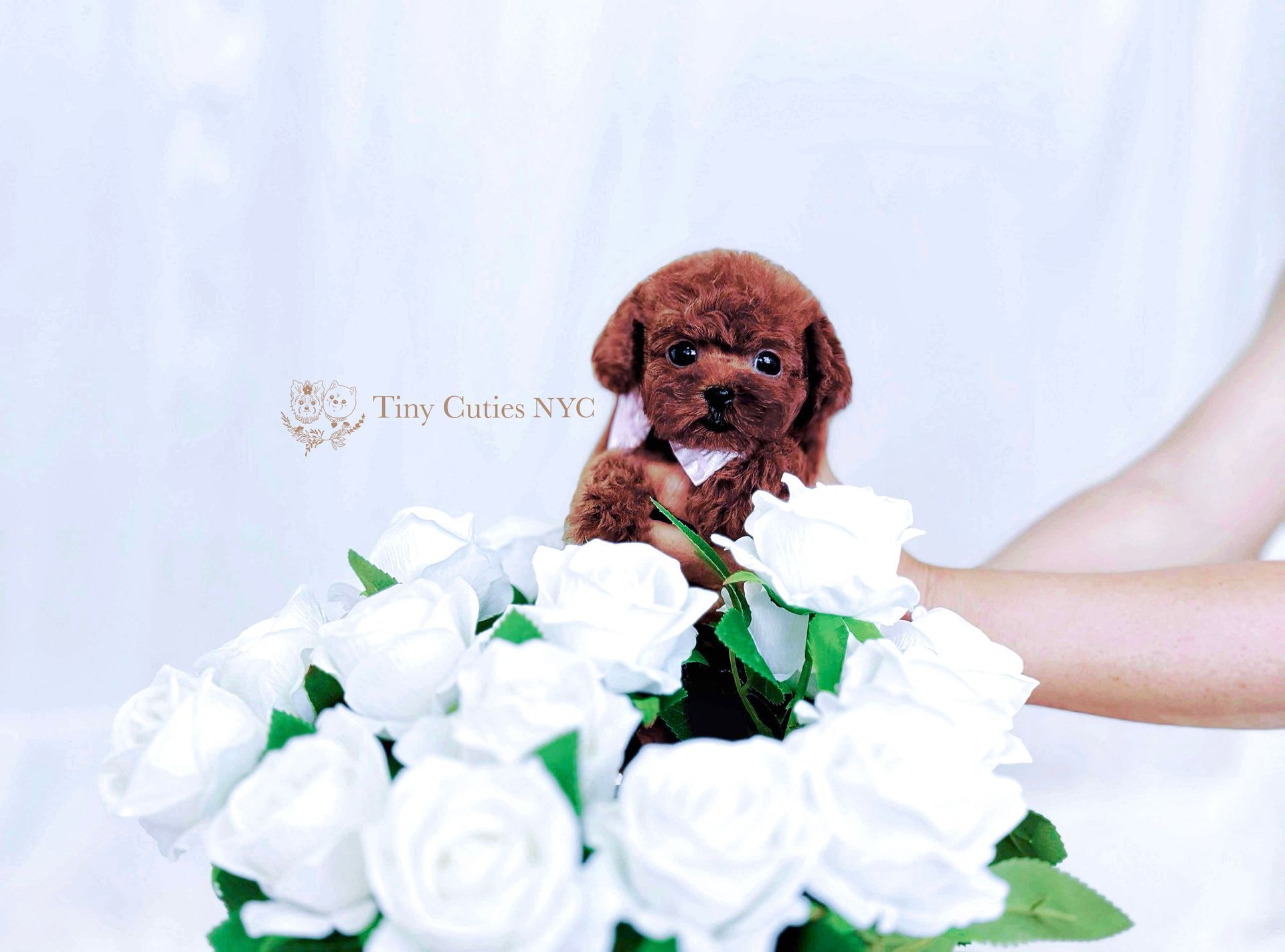 Sarah is an extremely cute Teacup red Poodle female with big eyes, teddy bear look, curly fluffy velvet red coat and compact short body. Estimated to be only 3-4 lbs in adult size. Her smart, friendly, cuddly personality will definitely melt your heart! She is super playful and affectionate; she is ready to fill your days with joy and laughter.