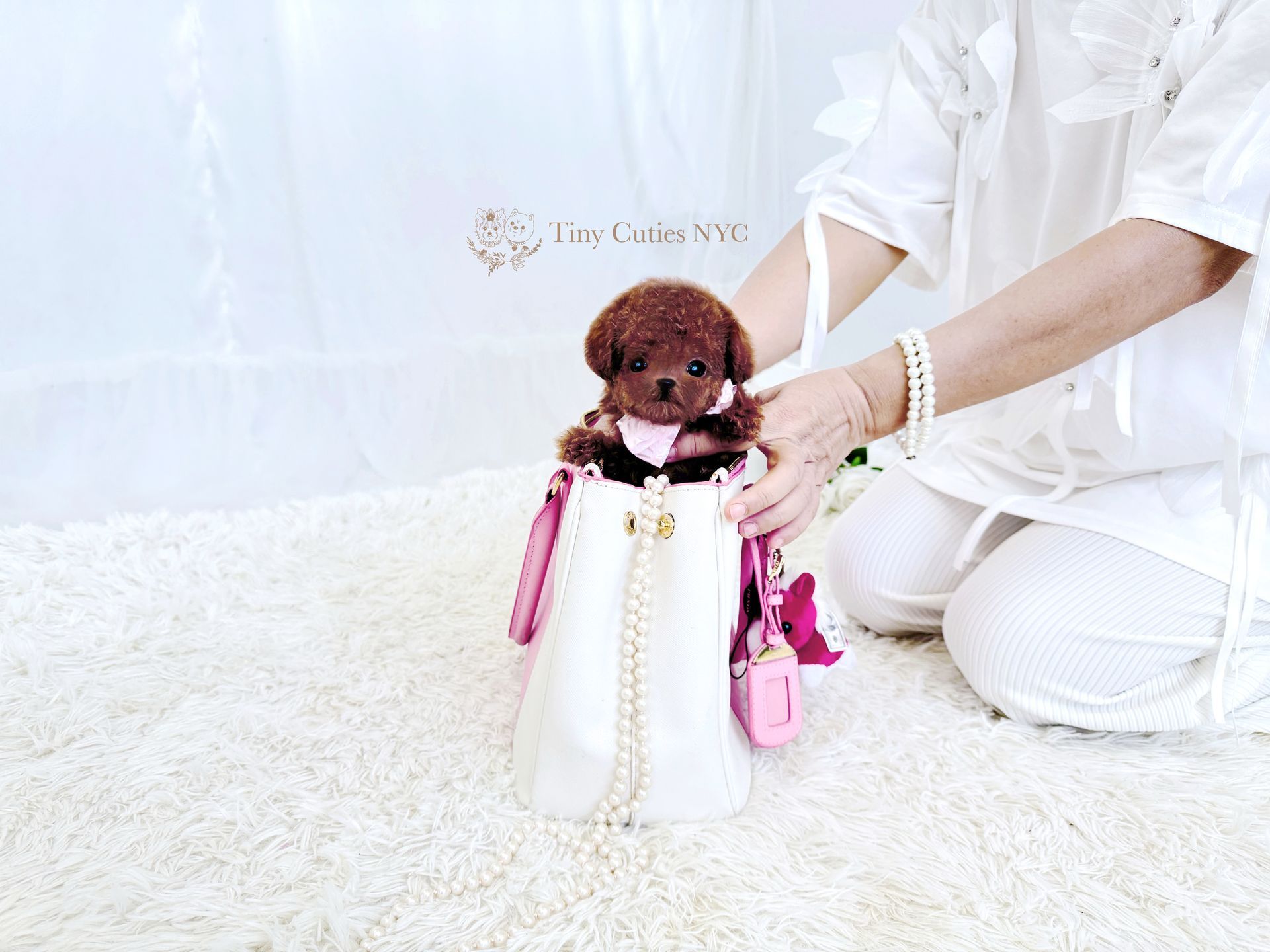 Simi is an extremely cute Teacup red Poodle female with big eyes, teddy bear look, curly fluffy velvet red coat and compact short body from Tiny Cuties NYC. Estimated to be only 3-4 lbs in adult size. Her smart, friendly, cuddly personality will definitely melt your heart! She is super playful and affectionate; she is ready to fill your days with joy and laughter.