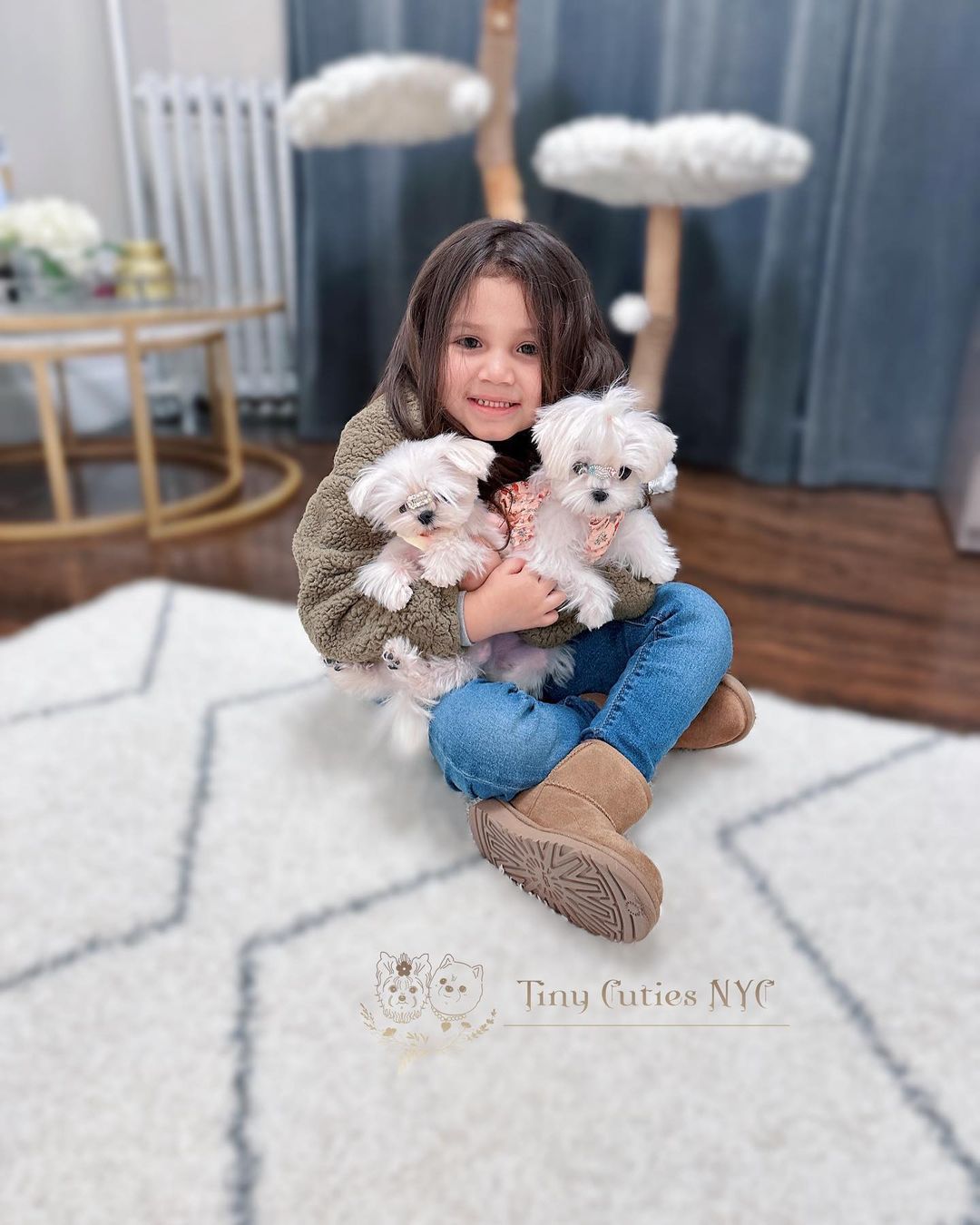 Micro Teacup Maltese — Astronia Queens, NY — Tiny Cuties NYC