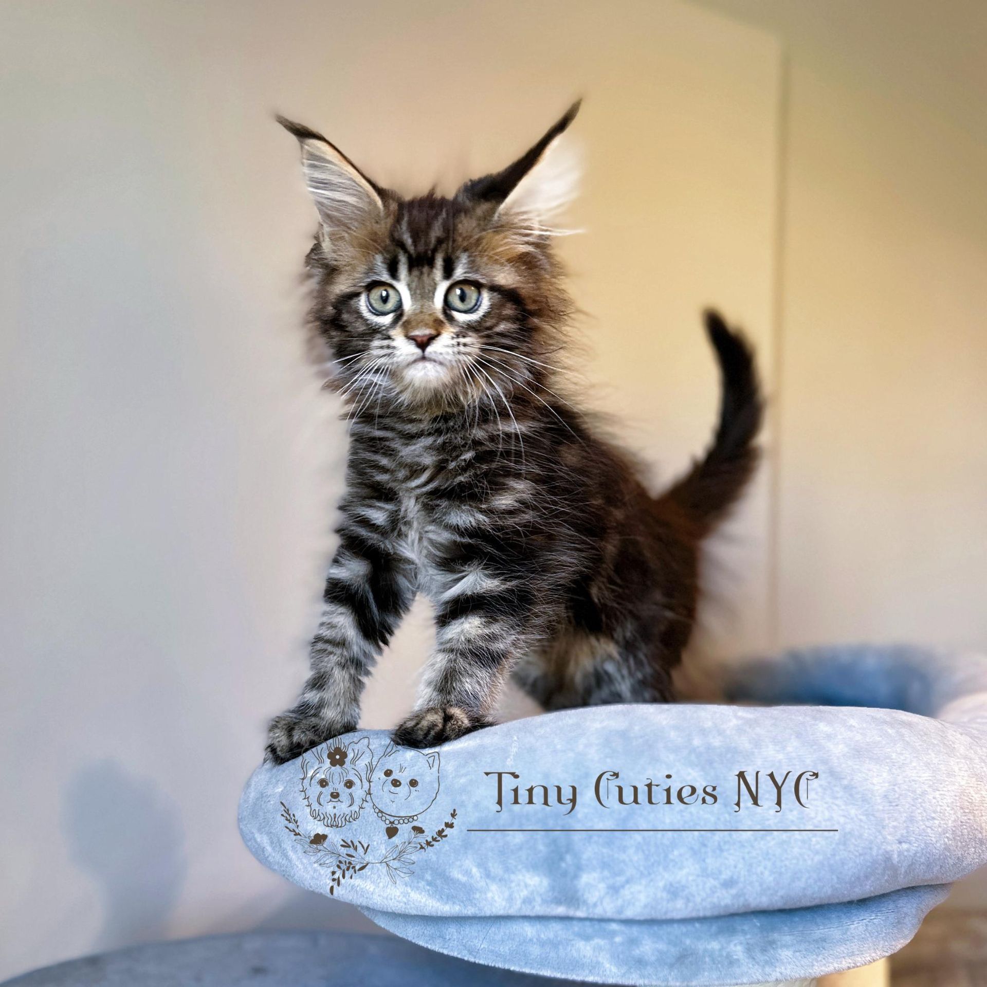 Maine Coon — Astoria Queens, NY — Tiny Cuties NYC