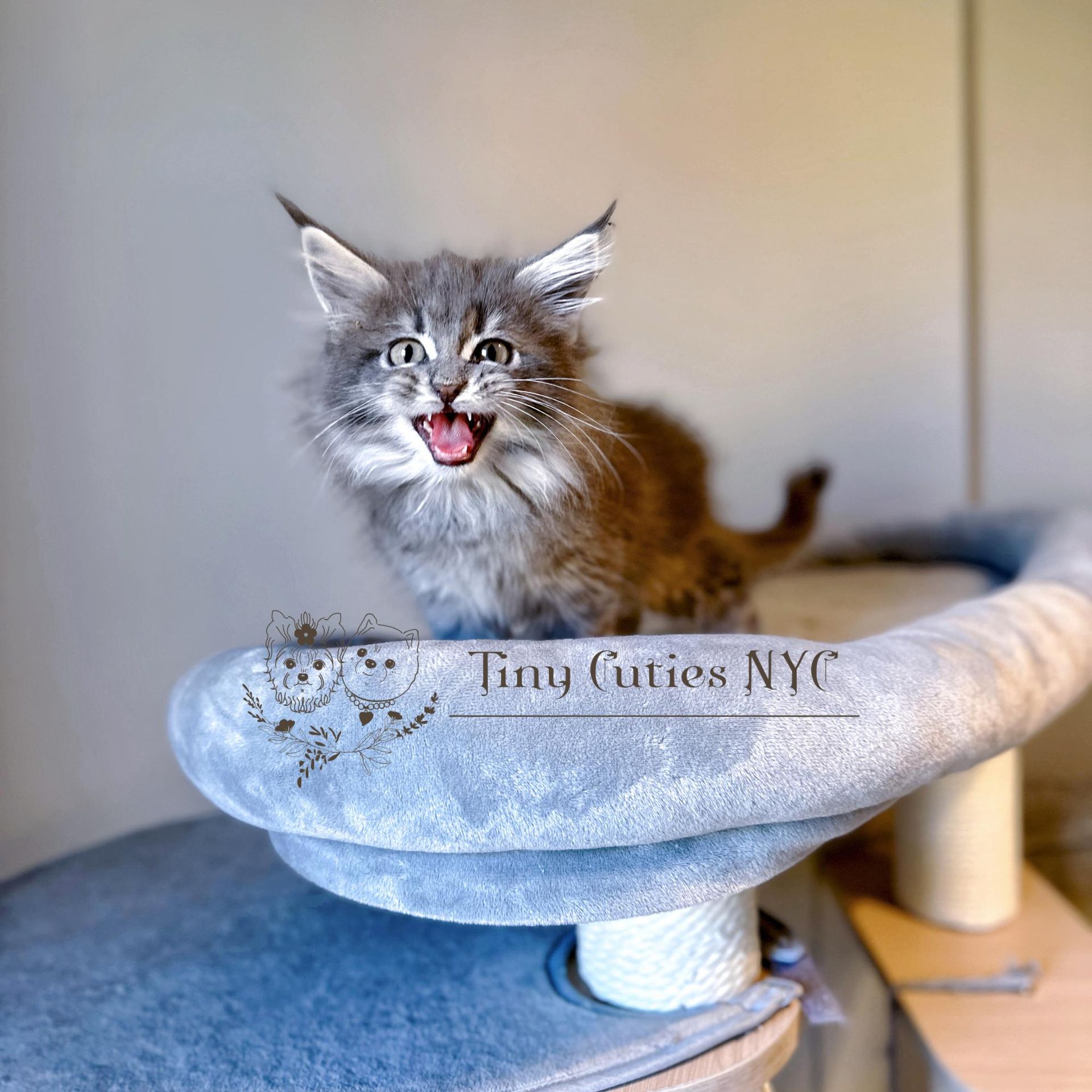 Maine Coon — Astoria Queens, NY — Tiny Cuties NYC
