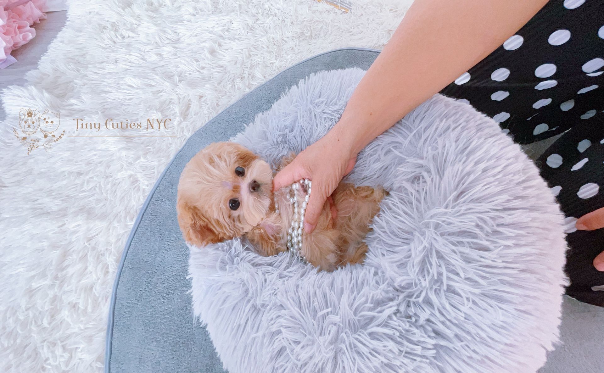 Willy is a cream/white tiny and cute micro teacup Maltipoo puppy for sale by Tiny Cuties NYC. Worldwide delivery available.