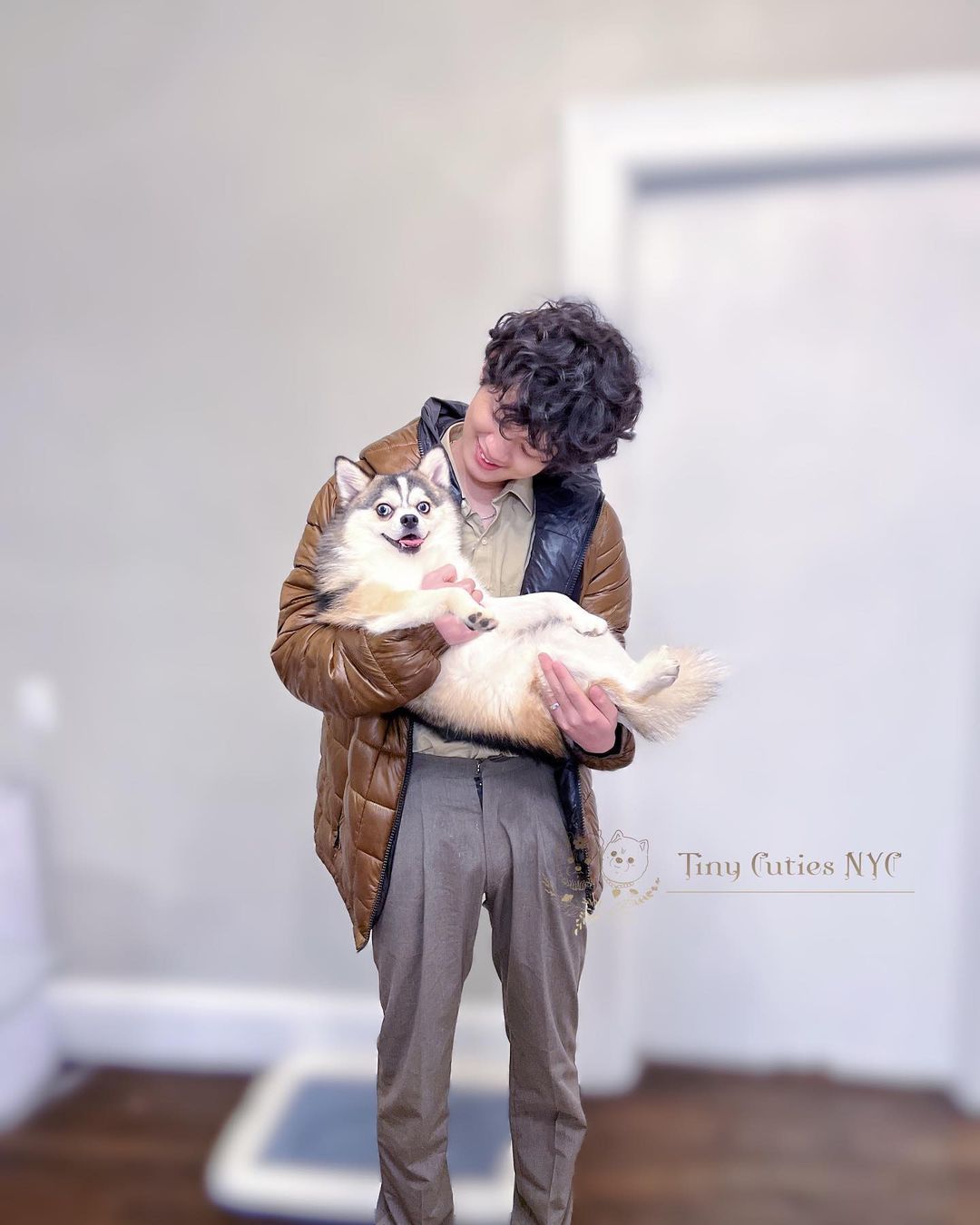 Pomsky — Astronia Queens, NY — Tiny Cuties NYC