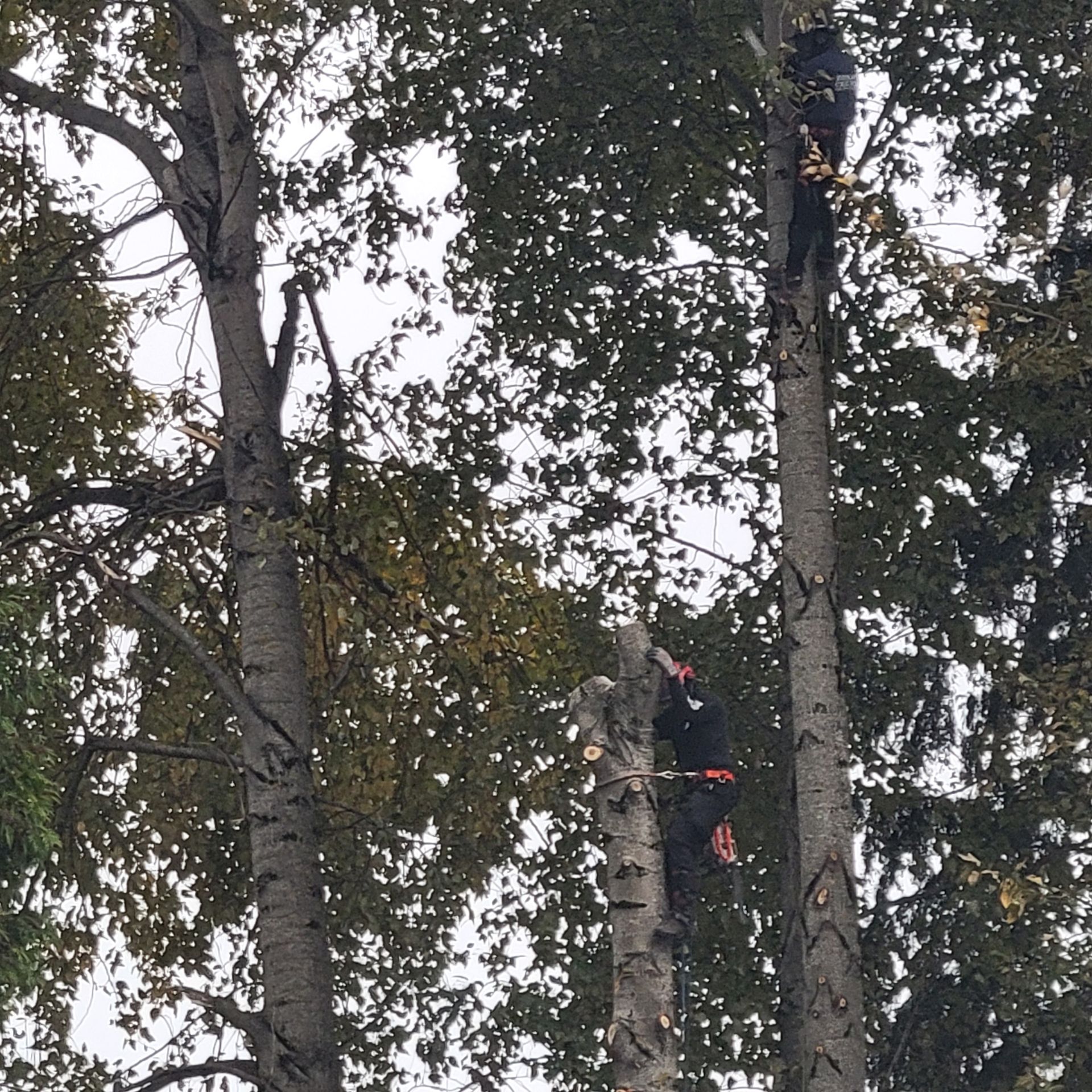 Two arborists are suspended in tall trees, trimming branches as part of tree removal work.