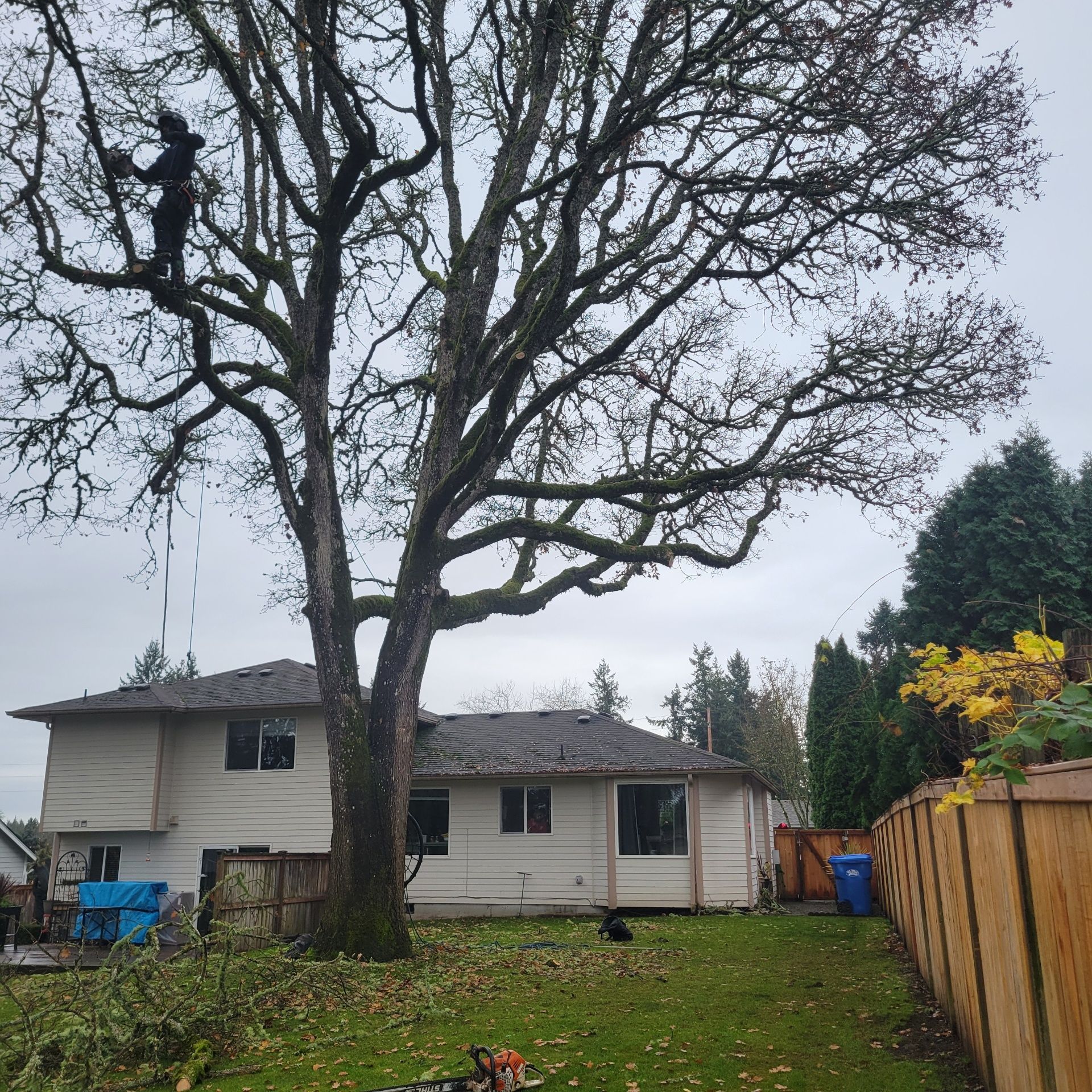 An arborist suspended in a large leafless tree, pruning branches above a residential house in a backyard.