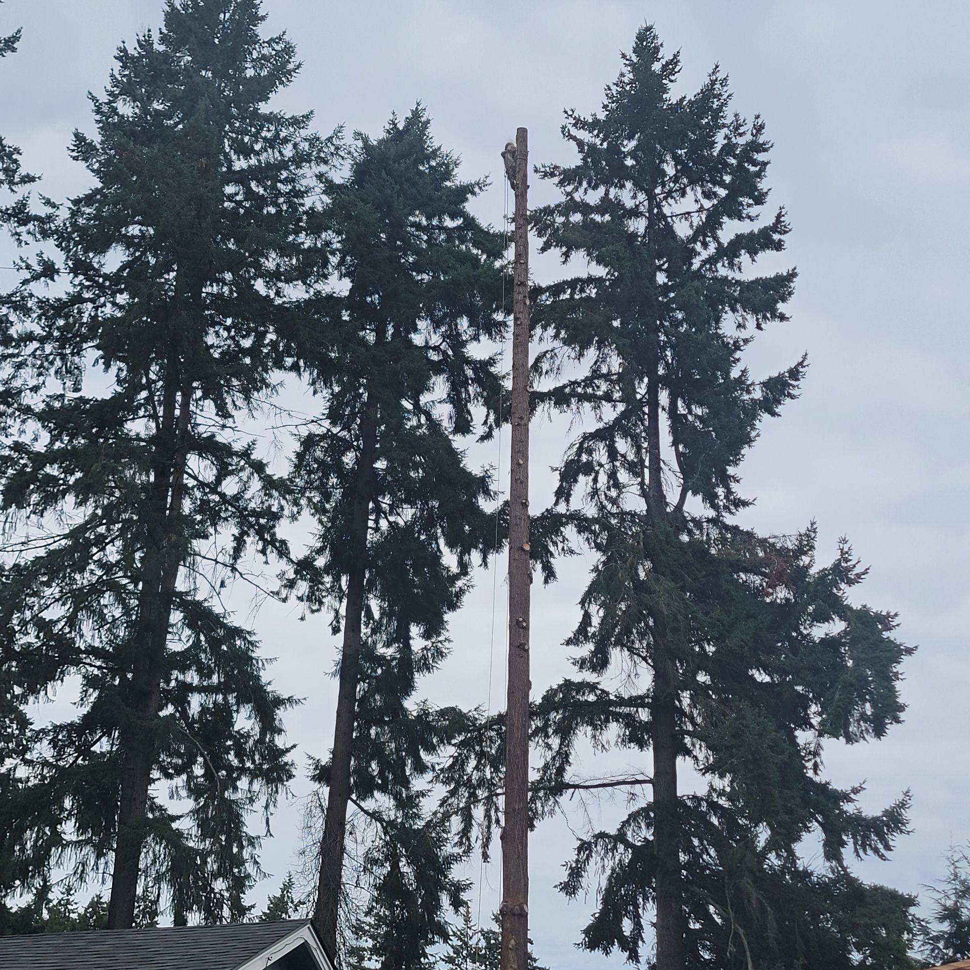 Three tall evergreen trees against a gray sky, with the center tree trimmed of all branches, leaving a bare trunk.