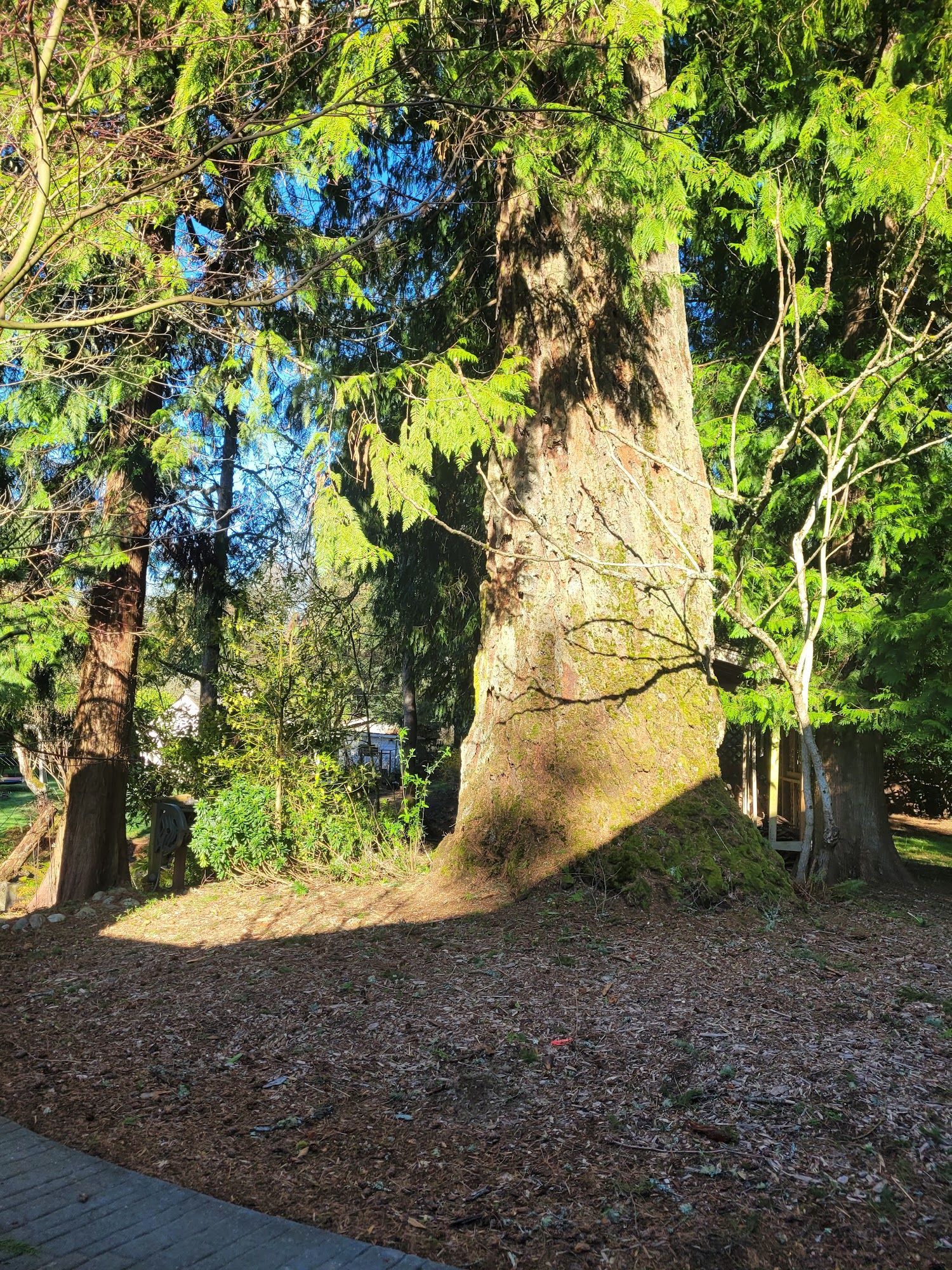 A large, textured tree trunk stands in a sunlit, leaf-covered park, surrounded by lush green trees.
