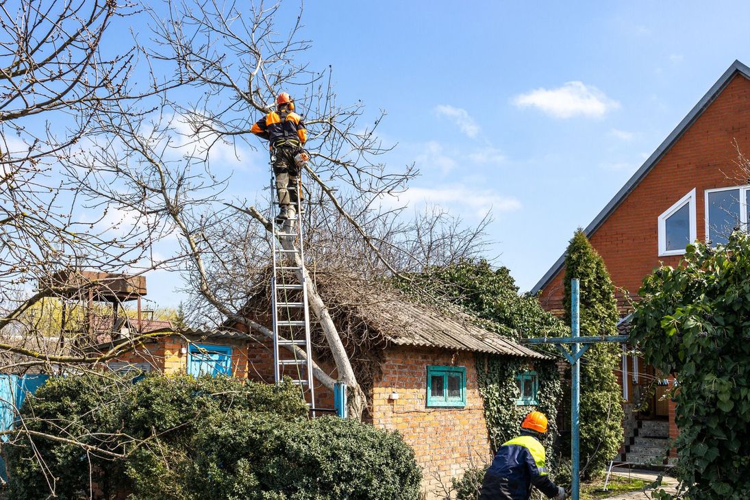 A person in high-visibility gear stands on a tall ladder to prune a tree, while another worker stands on the ground below.