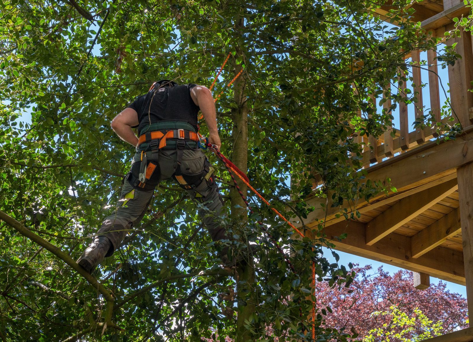 Worker in a tree using a harness and rope beside a wooden platform, trimming branches.
