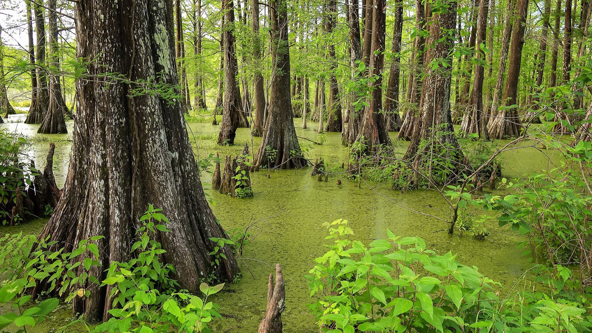 Wetland Assessment & Permitting - Baton Rouge, LA - Coastal Environments, Inc. Wetland Assessment & Permitting - Baton Rouge, LA - Coastal Environments, Inc.