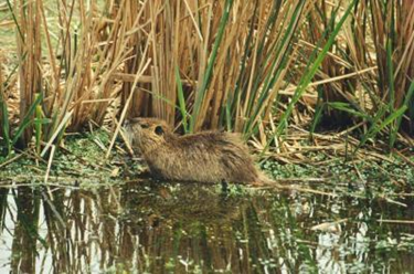 Nutria - Myocastor coypus - Baton Rouge, LA - Coastal Environments, Inc. Nutria - Myocastor coypus - Baton Rouge, LA -Coastal Environments, Inc.