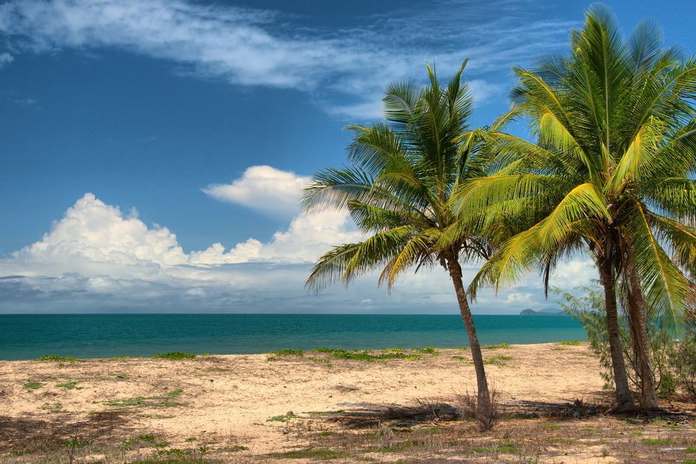 A Beach with Palm Trees and The Ocean in The Background — Iconic Construction Industries in Cairns, QLD