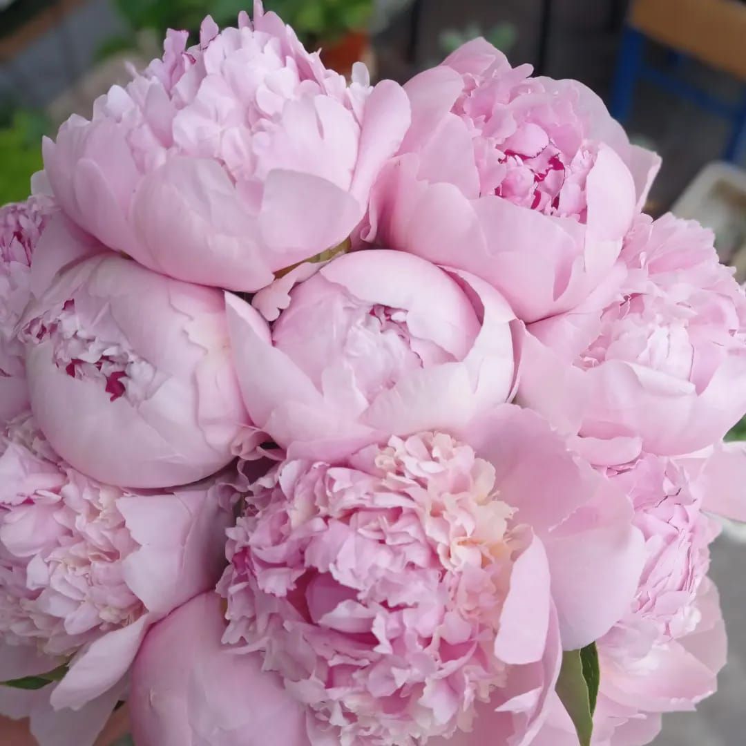 Mazzo di fiori rosa