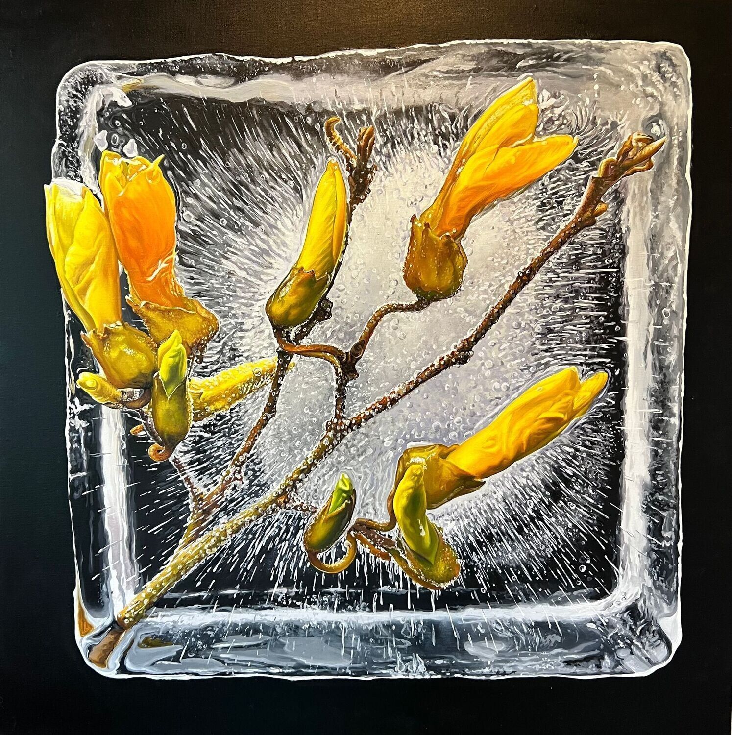 A twig with bright yellow magnolia blossoms frozen inside a square block of clear ice against a black background.