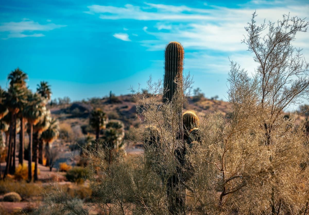 a cactus in the middle of a desert with palm trees in the background .