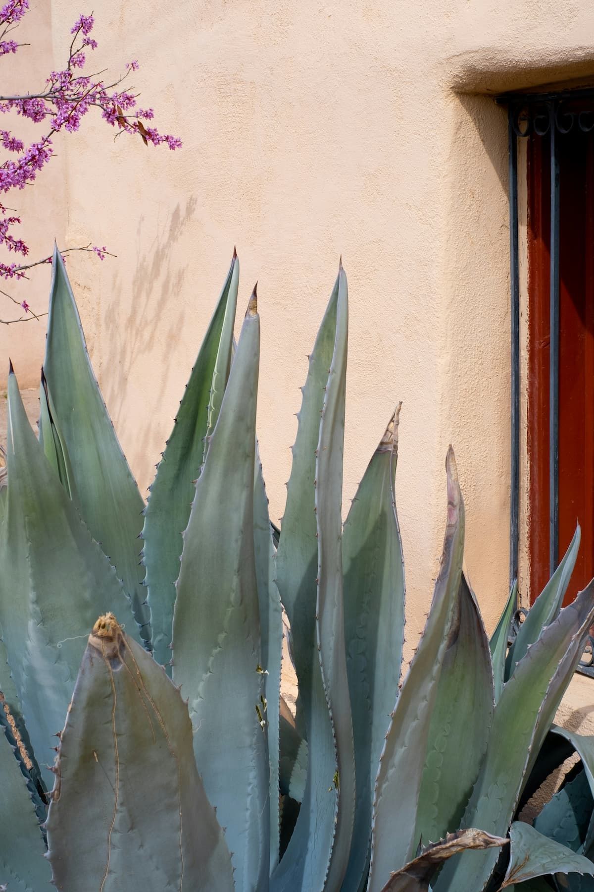 a close up of a plant in front of a building