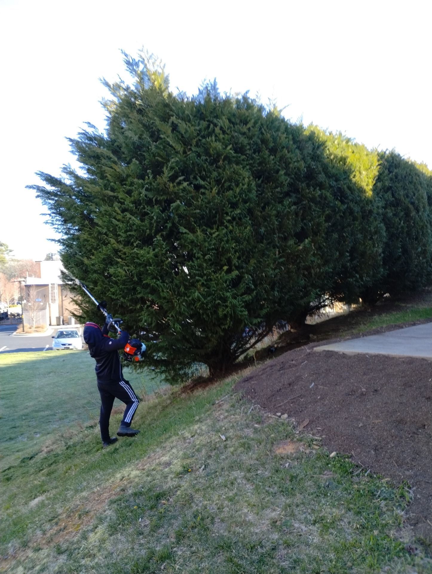 Person using a string trimmer on a sloped grassy area beside large evergreen bushes.