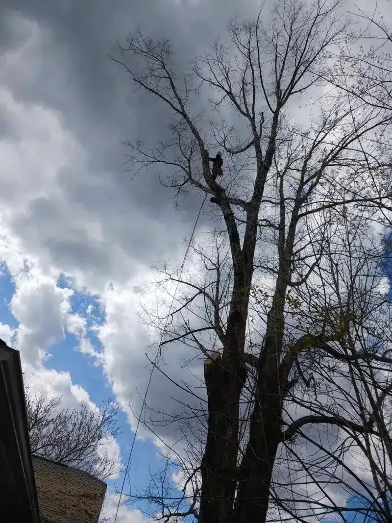 Bare trees against a cloudy sky with a patch of blue, viewed from below